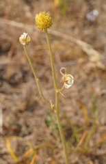 Ranunculus pedatus