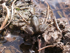 Pelophylax saharicus