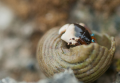 Calcinus laevimanus