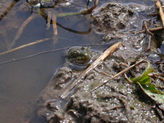 Pelophylax saharicus