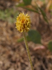 Ranunculus pedatus