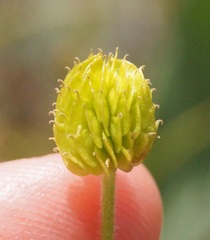 Ranunculus pedatus