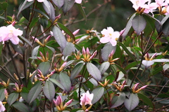 Rhododendron latoucheae