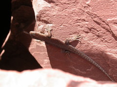 Quedenfeldtia trachyblepharus