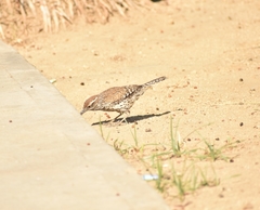 Campylorhynchus brunneicapillus