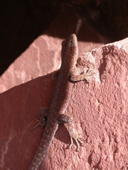 Quedenfeldtia trachyblepharus