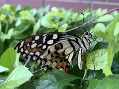 Papilio demoleus