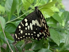 Papilio demoleus