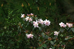 Rhododendron latoucheae