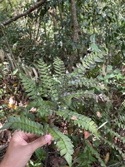 Adiantum villosum