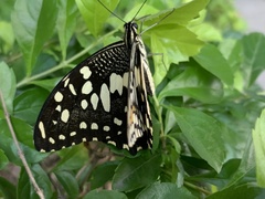 Papilio demoleus