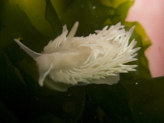 Aeolidia