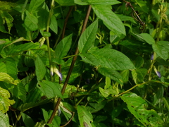 Clitoria annua