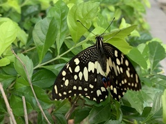 Papilio demoleus