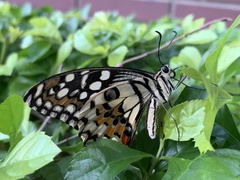 Papilio demoleus