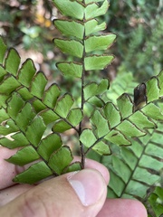 Adiantum villosum