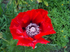 Papaver bracteatum