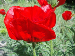 Papaver bracteatum