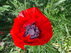 Papaver bracteatum