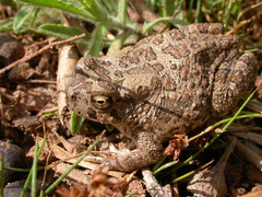Sclerophrys mauritanica