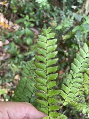 Adiantum villosum