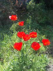 Papaver bracteatum