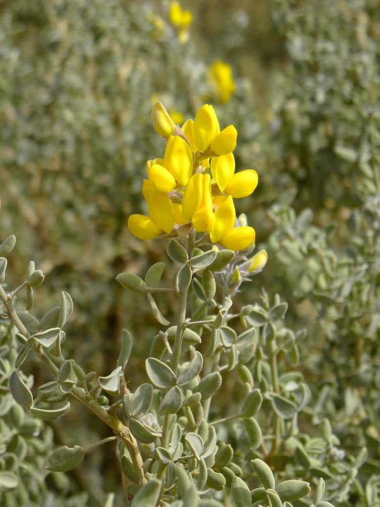 Adenocarpus cincinnatus