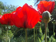 Papaver bracteatum