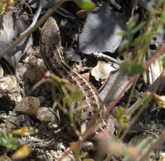Psammodromus occidentalis