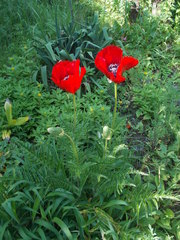 Papaver bracteatum