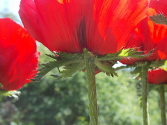 Papaver bracteatum