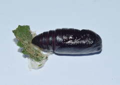 Eudocima divitiosa
