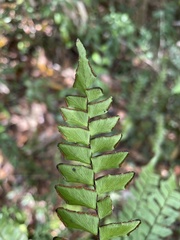 Adiantum villosum