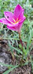 Zephyranthes carinata