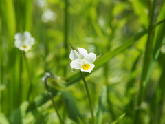 Viola arvensis