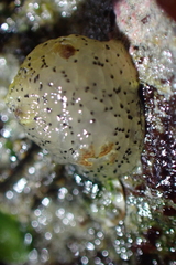 Acanthodoris rhodoceras image