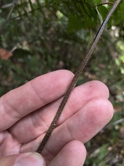Adiantum villosum