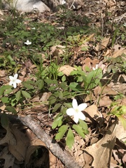 Anemonoides quinquefolia