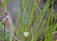 Lathyrus saxatilis