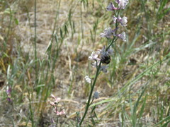 Bombus californicus