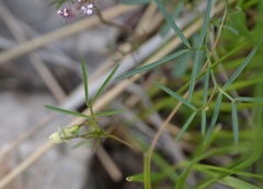 Lathyrus saxatilis