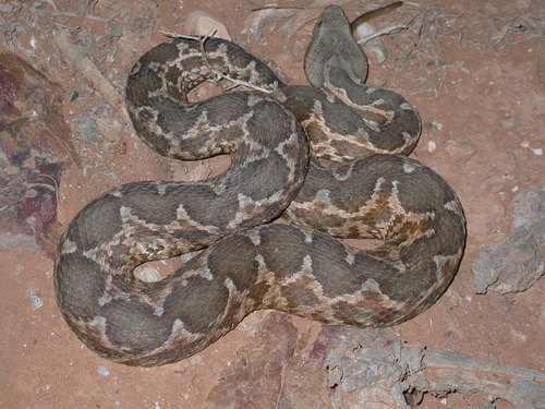Daboia mauritanica
