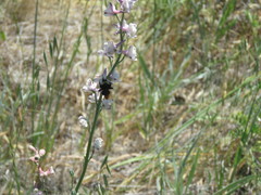 Bombus californicus