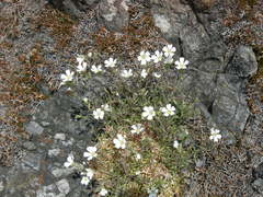Cerastium arvense strictum