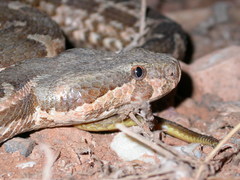 Daboia mauritanica