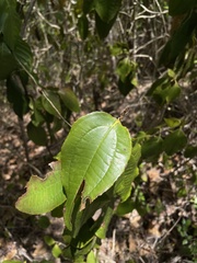 Miconia thomasiana