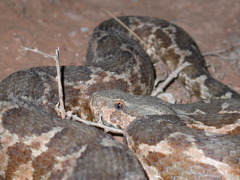Daboia mauritanica