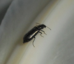 Coleoptera