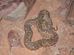 Daboia mauritanica