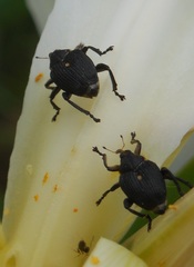 Mononychus punctumalbum